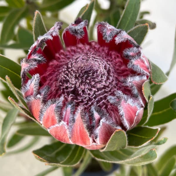 プロテア　オーストラリスルビー 園芸ネット本店｜プロテア：オーストラリスルビー 5号鉢植え の通販