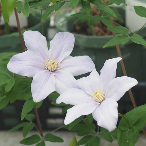 クレマチス：カドミア3.5号ロングポット（原種系）