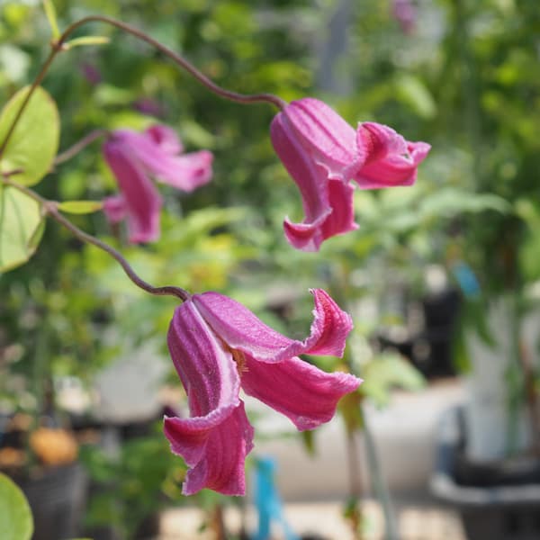 クレマチス：エトワールローズ3.5号ロングポット（テキセンシス系）