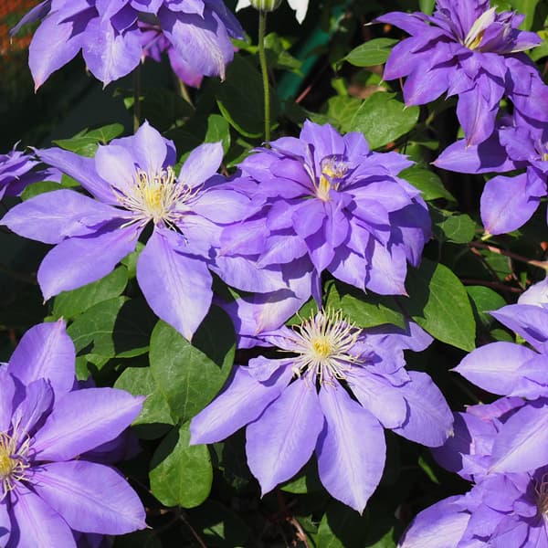 クレマチス♪ クレマチス：ブルーライト3.5号ロングポット（八重咲・パテンス