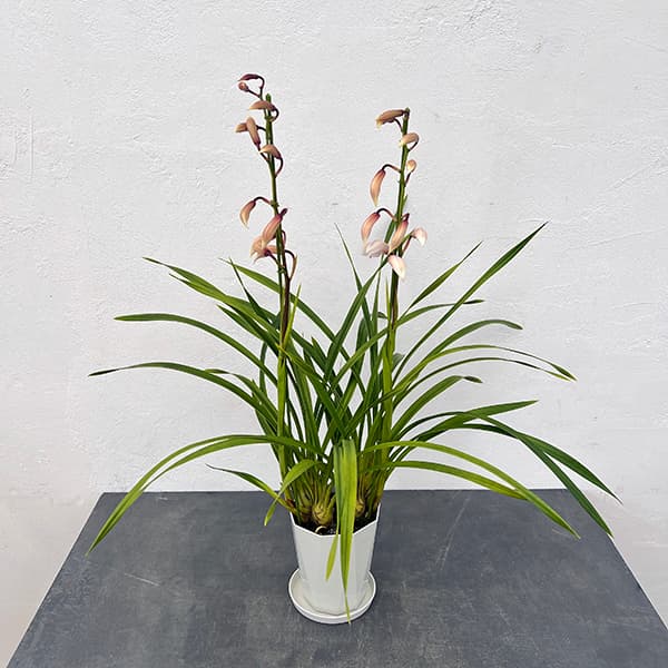 テーブルシンビジウム:恋乙女2本立ち 5号鉢植え(皿付き)