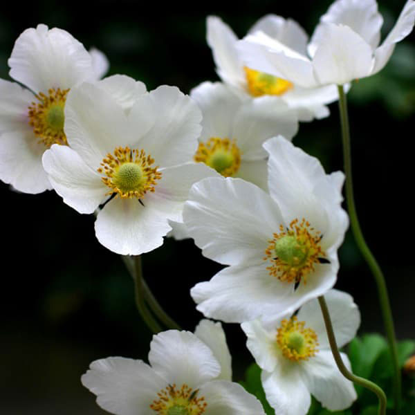 アネモネ：シルベストリス（白花アネモネ）3号ポット