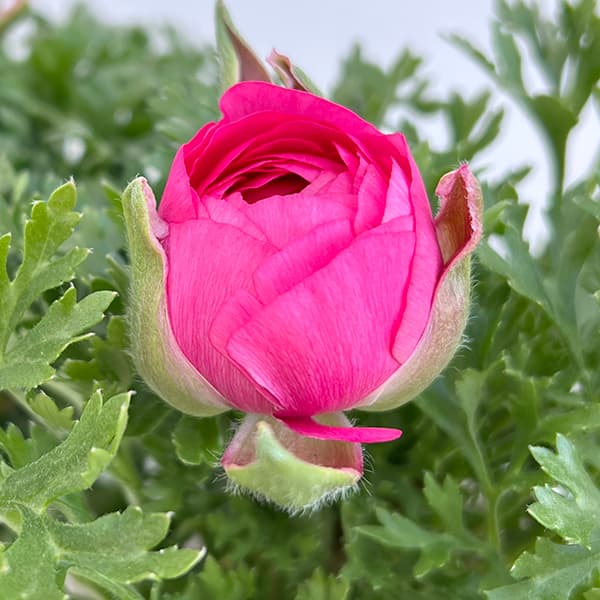 ラナンキュラス：スプリンクル・ローズ3.5号ポット