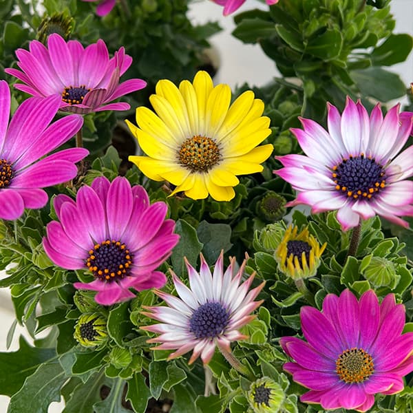 オステオスペルマム：ミスティ花色ミックス3号ポット 3株セット