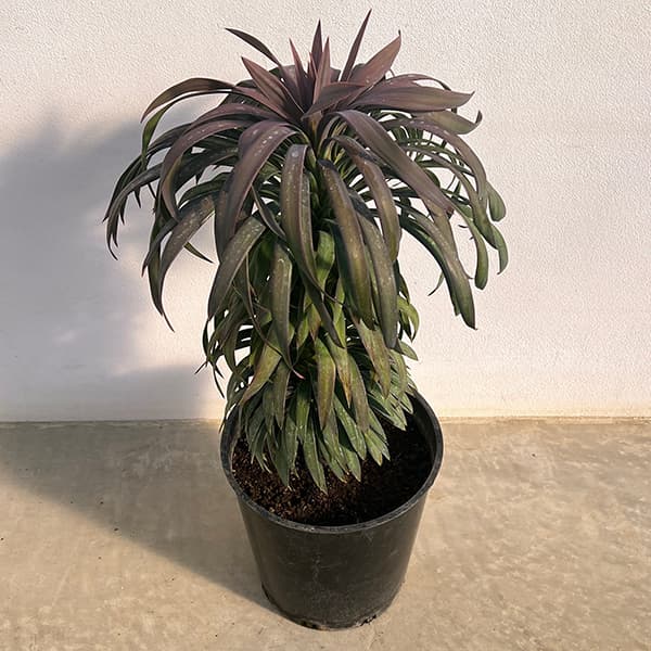 園芸ネット本店｜ユッカ：デスメティアーナ 7号鉢植え25-02 の通販【公式】
