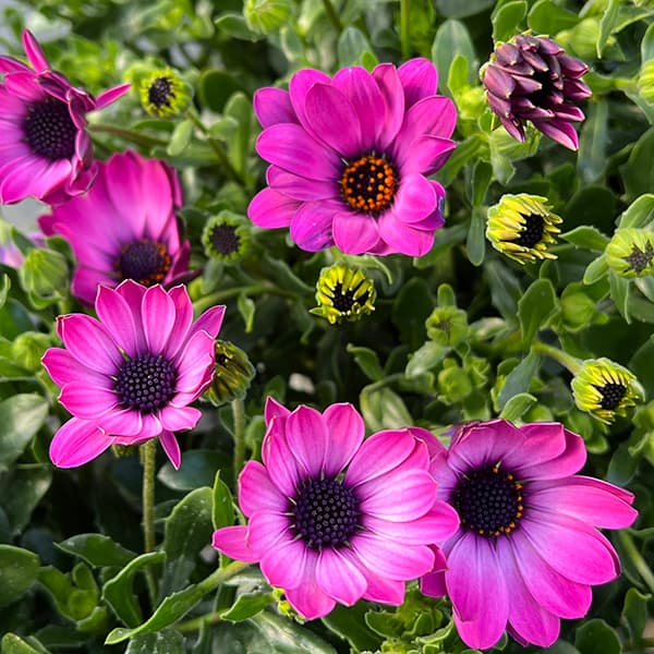 オステオスペルマム：メガピンク6号鉢植え