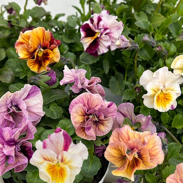 園芸ネット本店｜うえたコレクションビオラ：マーブル（ミックス）3.5
