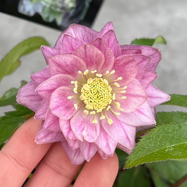 広瀬園芸✨イエロー＆グリーン✨多弁♥クリスマスローズ♥来季用 広瀬園芸