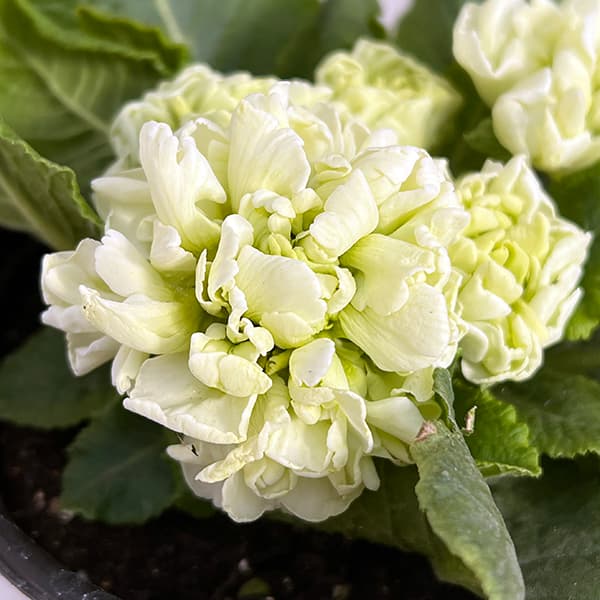 プリムラ：メロンムース3.5号ポット