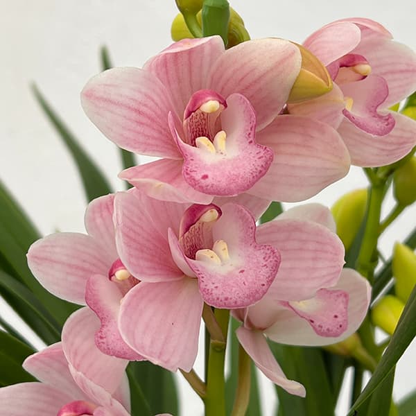 テーブルシンビジウム:森の精 永遠(とわ)2本立ち 5号鉢植え(皿付き)