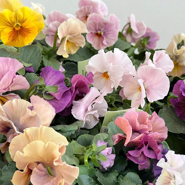 パンジー：高澤さんオリジナル試験品種フリル系3.5号ポット 6株セット