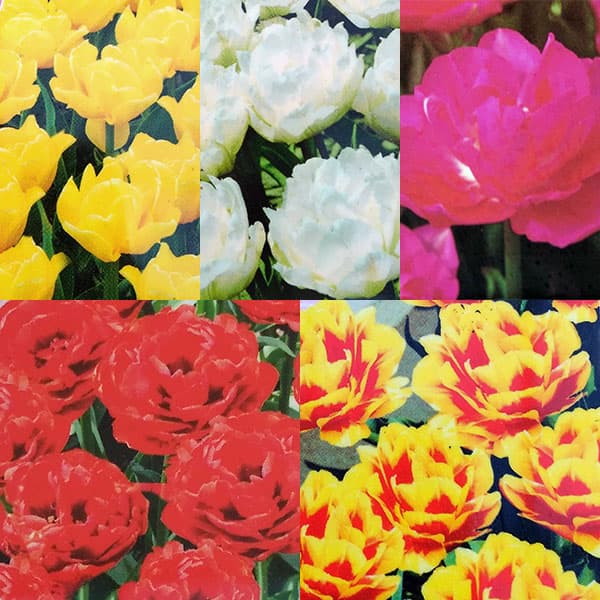 園芸ネット本店｜チューリップ：八重咲き品種ミックス3号 3ポット