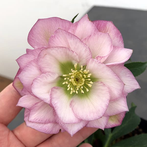 園芸ネット本店｜曽田園芸さんのクリスマスローズ：25-34大輪系ダブル