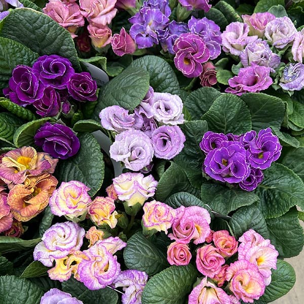 [送料無料]プリムラ：ジュリアン コロネット レンブラントダスクカラー花色見計らい3.5号ポット 6株セット