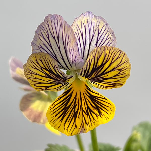 園芸ネット本店｜ビオラ：A-STORYシークレットベイン（25-01）3.5号