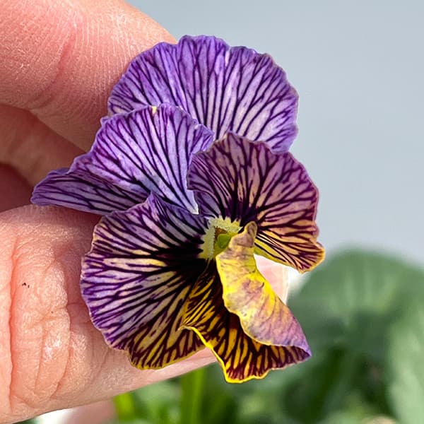 園芸ネット本店｜ビオラ：A-STORYシークレットベイン（25-07）3.5号