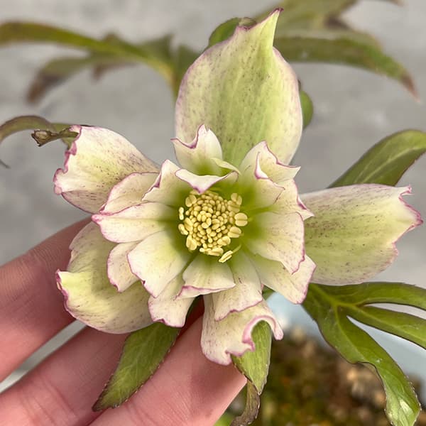 園芸ネット本店｜松村ナーセリーさんのクリスマスローズ：25-23くる