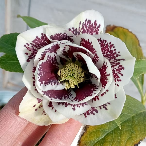 クリスローズ　原種・ハイブリッド　4株セット クリスローズ 原種・ハイブリッド 4株セット クリスローズ原種