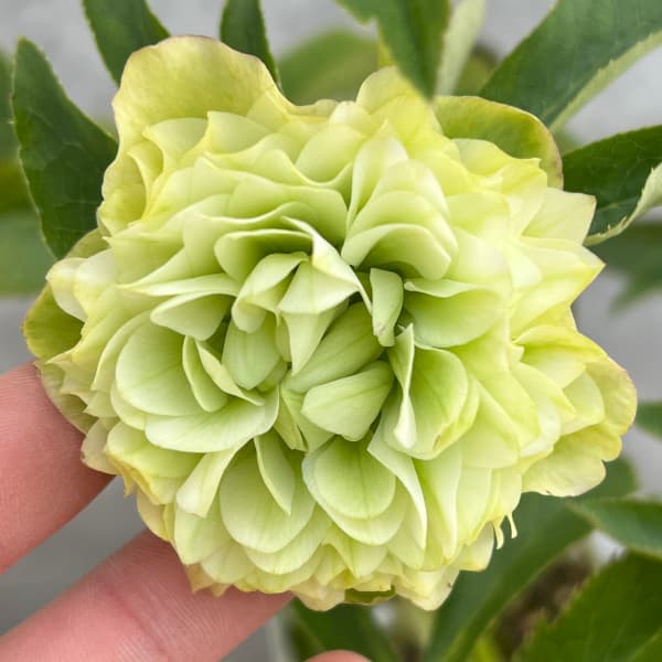 松村ナーセリーさんのクリスマスローズ：25-50ダブル　マルチペタル5号ポット