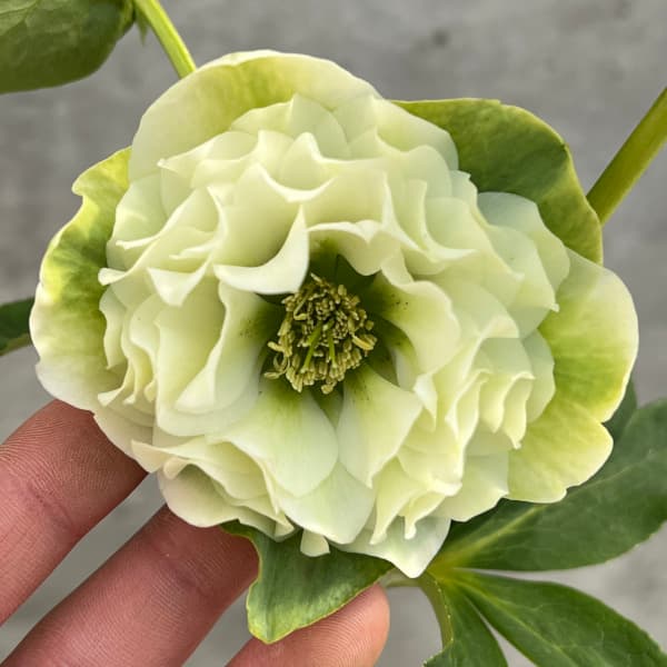 園芸ネット本店｜松村ナーセリーさんのクリスマスローズ：25-54ダブル5