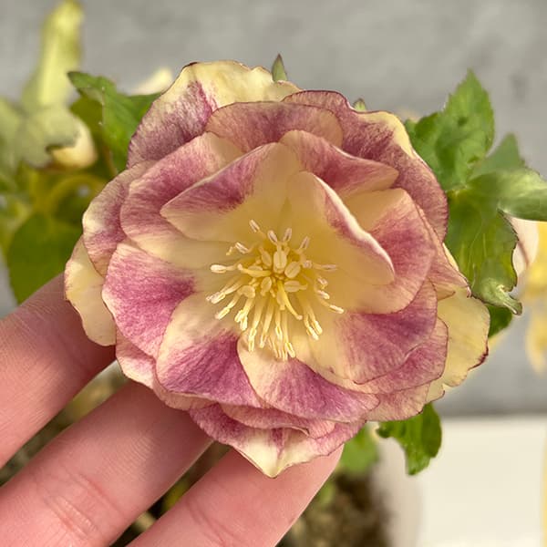 ☆クリスマスローズ☆ダブル ゴールド系☆5号ポット☆1点 【公式通販】