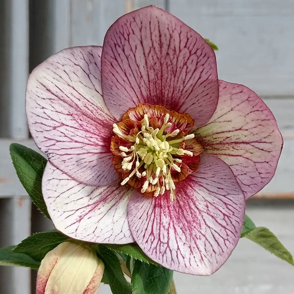 園芸ネット本店｜松村ナーセリーさんのクリスマスローズ：25-86