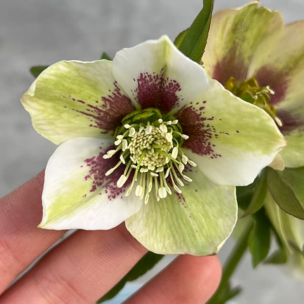 園芸ネット本店｜松村ナーセリーさんのクリスマスローズ：25-102のち紅