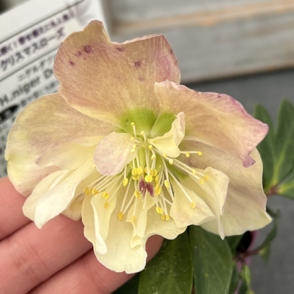 園芸ネット本店｜松村ナーセリーさんのクリスマスローズ（原種系