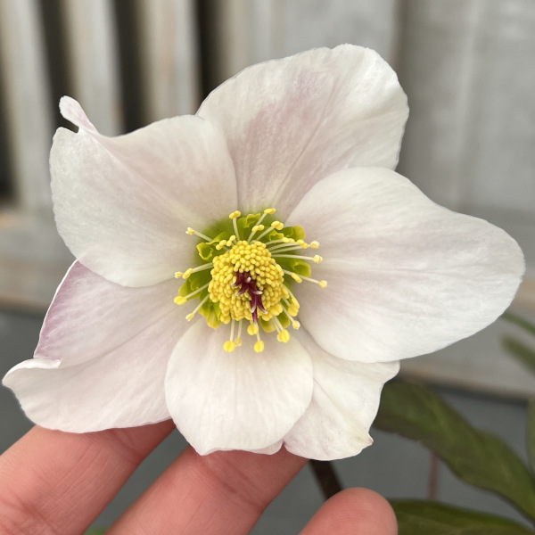 クリスローズ 原種・ハイブリッド 4株セット 原種クリスマスローズ 4種