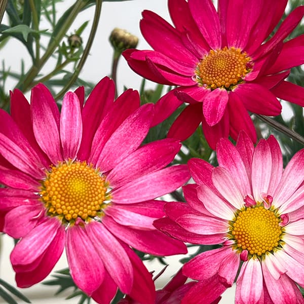 マーガレット商品です マーガレット：デイジーイエロー3号ポット 3株セット の通販 | 園芸ネット