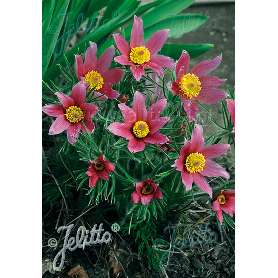 西洋オキナグサ（プルサティラ）：ローズベル 3号ポット