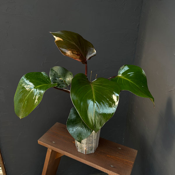 フィロデンドロン:ホワイトナイト 5号鉢植え