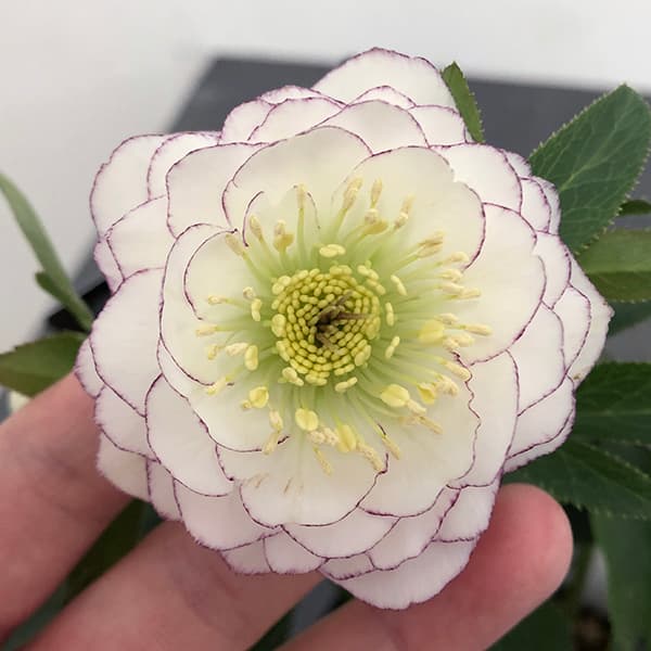 園芸ネット本店｜クリスマスローズ：セレクトダブル25-47多弁／1.5L