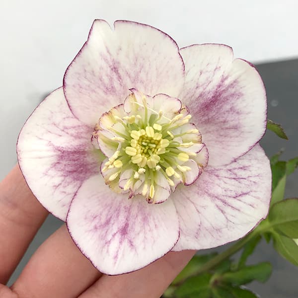 園芸ネット本店｜クリスマスローズ：セレクトセミダブル25-10／1.5L