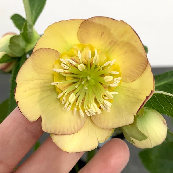 クリスマスローズ クリスマスローズ：セレクトダブル25-62HEXE(ヘックス)／1.5L