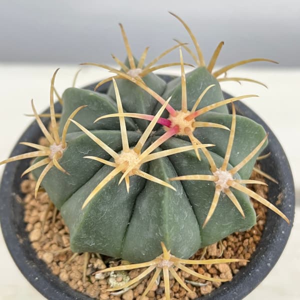 フェロカクタス：天城 3号鉢植え の通販 | 園芸ネット