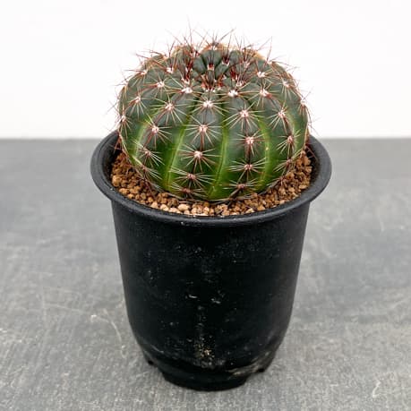 ノトカクタス（パロディア）：青王丸（セイオウマル）3号鉢植え