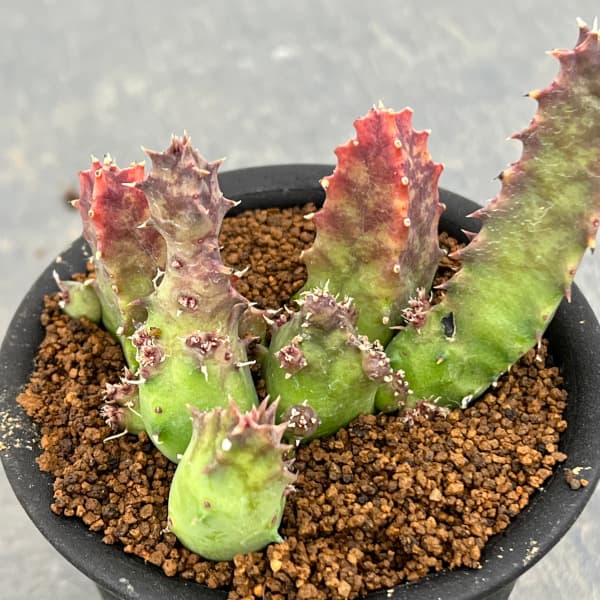 フェルニア：クインタ　3号鉢植え