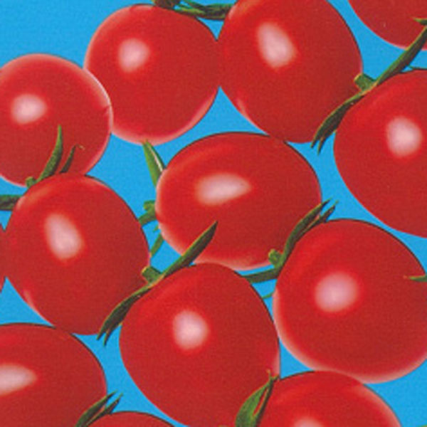 [26年4月上旬予約]ミニトマト：ペペ自根苗3号ポット