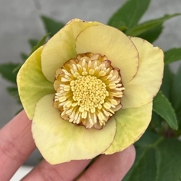 園芸ネット本店｜若泉ファームさんのクリスマスローズ：25-39