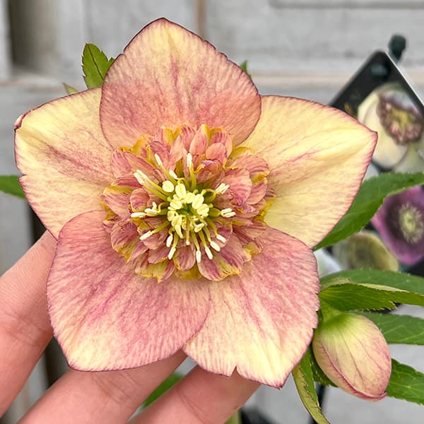 クリスマスローズ 　苗 ガーデニング　植物　花　セミダブル　シングル セミダブルのクリスマスローズ | 小さな庭とちょっとの手作り