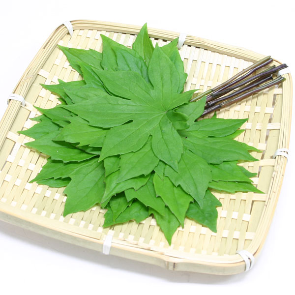 モミジガサ3-3.5号ポット2株セット