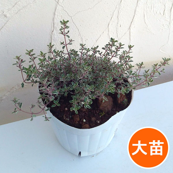 タイム：シルバータイム5号ポット