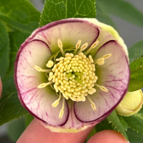 横山園芸さんのクリスマスローズ：プチドール25-03／4.5号ポット の