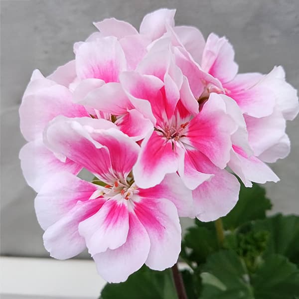 ゼラニウム：ムーンライト　キャシー5号鉢植え