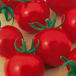 [26年4月上旬予約]トマト（中玉）：シンディースイート(R)自根苗3号ポット