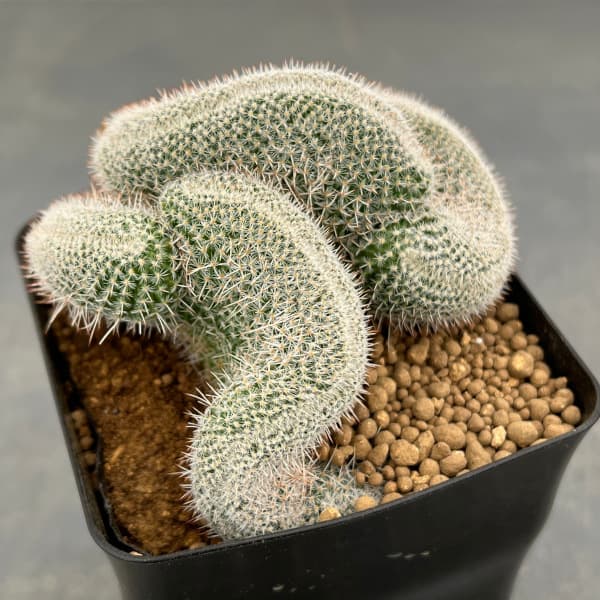 【多肉植物】マミラリア　玉翁 玉翁14頭群生 タマオキナ マミラリア サボテン カーテン