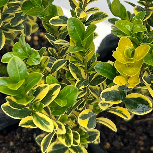 西洋ツゲ：サンバースト3号ポット