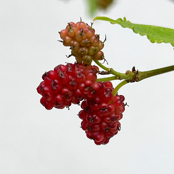 マルベリー（桑）：二季成り4号ポット