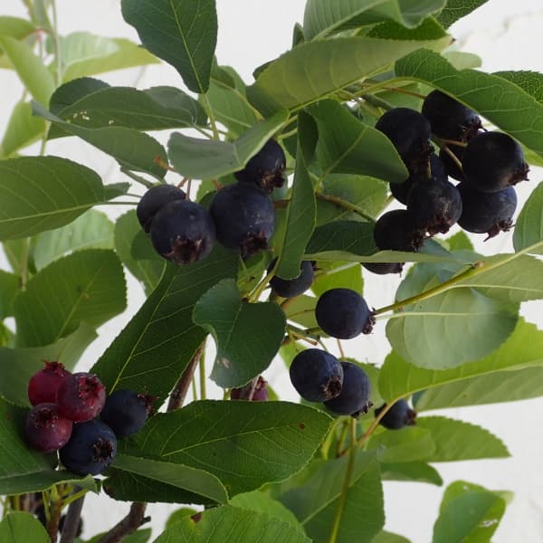 ジューンベリー：リージェント 3.5号ポット